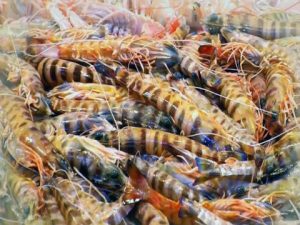 Sanlúcar, premiada como mejor destino gastronómico 2021 langostino-de-sanlucar