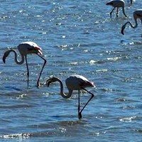 Salvar Doñana donana