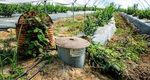 pozo-ilegales-donana