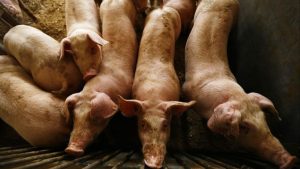 Así son las macrogranjas que el PP dice que no existen Cerdos en macrogranja