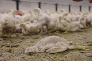 La UE y los nuevos Gobiernos en Alemania y Países Bajos secundan la postura de Garzón sobre las macrogranjas y la ganadería extensiva Pollo de engorde muerto