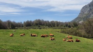 Arsenio, ganadero de extensivo: “Las macrogranjas no son buenas ni para los animales ni para la alimentación” Vacas en prado