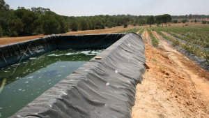 Balsa con agua de Doñana